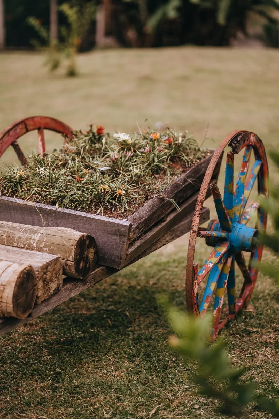 Carroça antiga de madeira com rodas coloridas usada como floreira de gazânias